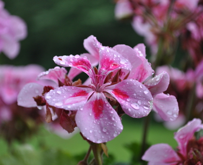 L’huile essentielle de Géranium rosat pour calmer les petites fringales ou les hypoglycémies