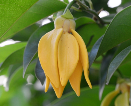 L’huile essentielle d’Ylang-ylang contre les baisses de libido