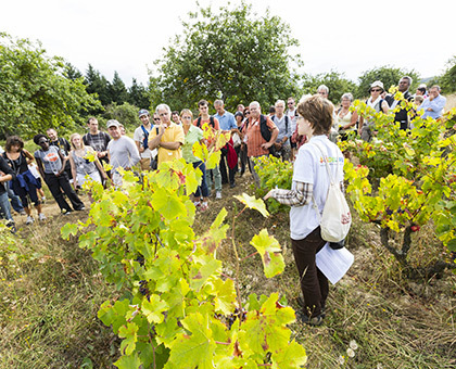 Vignes Vins Randos 2015, partez à la découverte des vins du Val de Loire