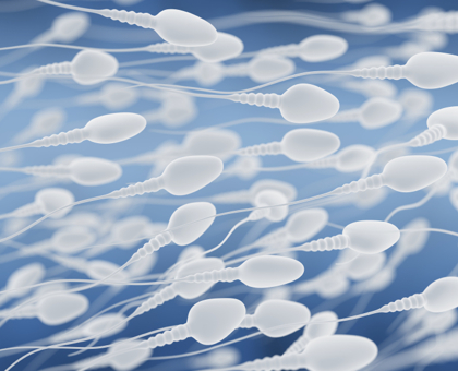 Une révolution dans l’infertilité masculine : des spermatozoïdes ont pu être créés in vitro