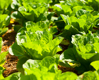 Plus d’une salade sur dix contaminée par des pesticides interdits depuis des décennies !