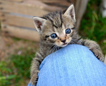 Les français sont-ils suffisamment informés sur la rage ?