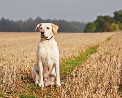 Le cancer a-t-il une odeur ?
