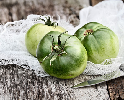 Vrai ou faux : les tomates vertes de mon jardin ne muriront jamais