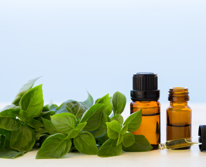 L’huile essentielle de basilic, idéale en cas de surmenage