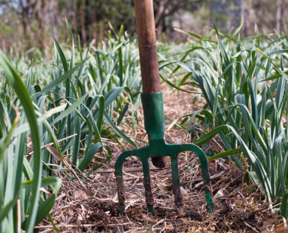 Le paillage pour protéger naturellement les plantes du froid
