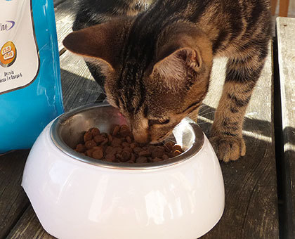 Est-ce que je nourris bien mon chat ?
