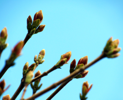 La gemmothérapie : plongée au coeur de la médecine du bourgeon