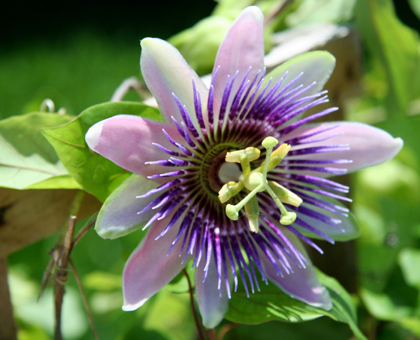 7 plantes pour lutter contre la déprime passagère