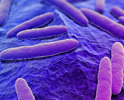 Une bactérie intestinale capable de nous couper l’appétit