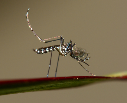 Un nouveau virus transmis par le moustique tigre