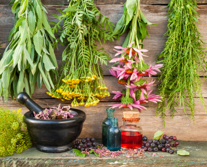 5 plantes pour renforcer votre immunité et être en pleine forme tout l’hiver