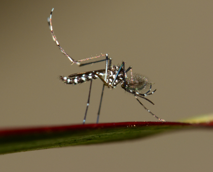 Zika : des éclaircissements sur un virus qui fait peur