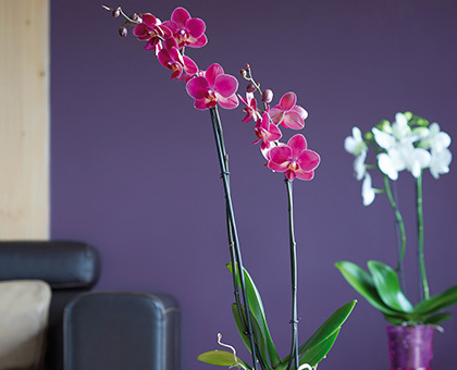 La 1ère orchidée bio de France en exclusivité chez Botanic®