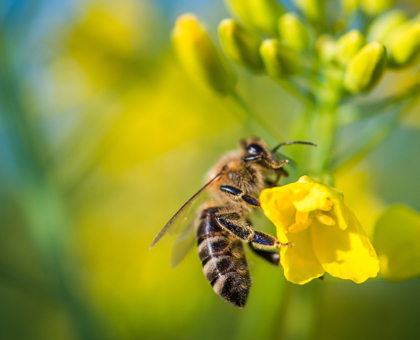 Une pétition pour sensibiliser l’Europe au problème des pesticides tueurs d’abeilles