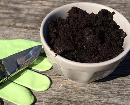 Lutter naturellement contre les limaces et les escargots avec le marc de café