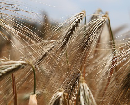 18 mai : une journée mondiale consacrée à la maladie cœliaque