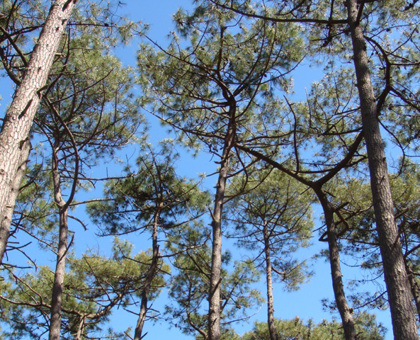 Zoom sur un produit naturel extraordinaire : l’extrait d’écorce de pin maritime ou Pycnogenol