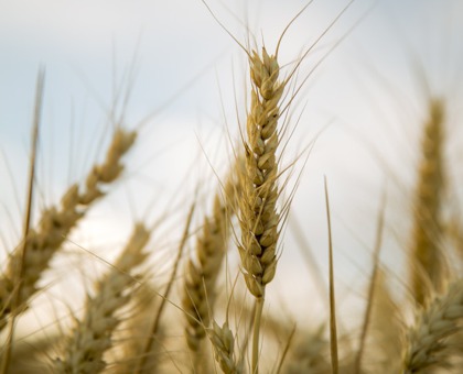 Le « sans gluten » est-il réellement bon pour la santé ?