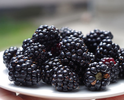 Bain de bouche à la mûre contre les aphtes et les gingivites