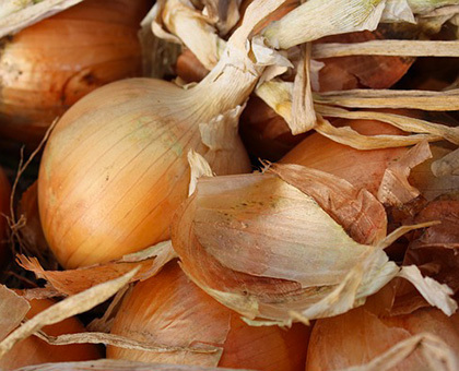 Des reflets cuivrés grâce aux pelures d'oignon