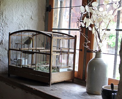 Comment désinfecter naturellement une cage ?