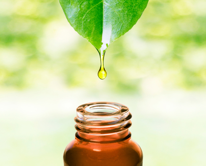 Ravintsara : un antiviral naturel