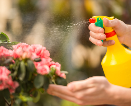 Astuces anti-pucerons