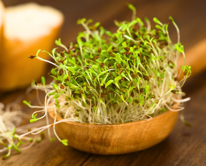 Zoom sur la luzerne, plante aux mille vertus