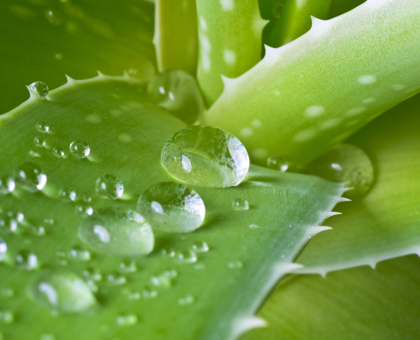 L'aloe vera : à quoi ça sert ?