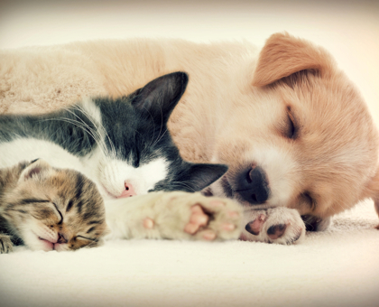 Comment protéger les coussinets de son animal de compagnie ?