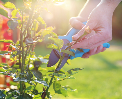 Jardiner au mois d’avril : que faire ?