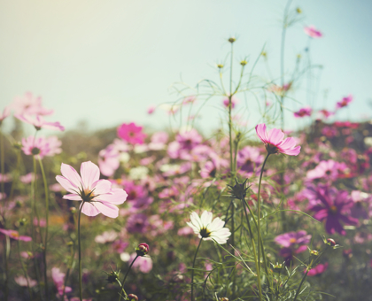 Jardiner au mois de juin : que faire ?