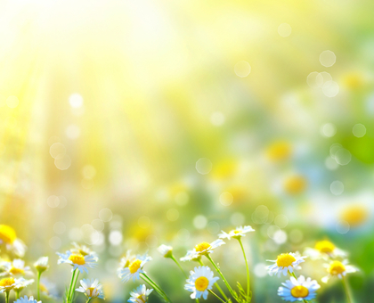 Jardiner au mois de juillet : que faire ?