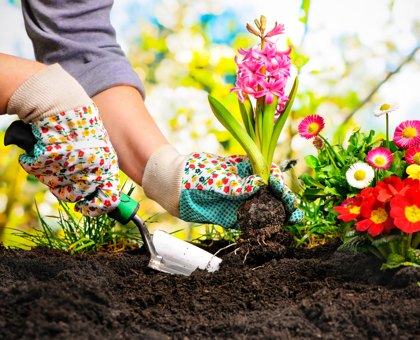 Jardiner au mois d'août : que faire ?