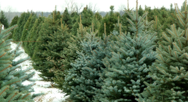 Sapins de Noël : à chacun ses avantages !