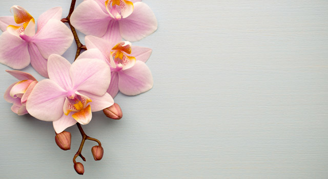 L’orchidée, la « fleur-cadeau » des fêtes de fin d’année