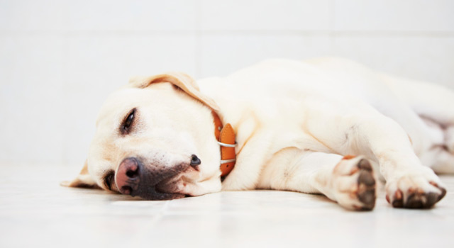 Mon animal est malade, comment lui donner ses médicaments ?