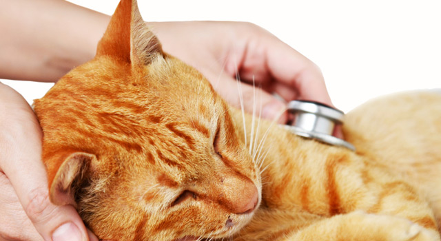 Mon animal a un accident, que faire ?