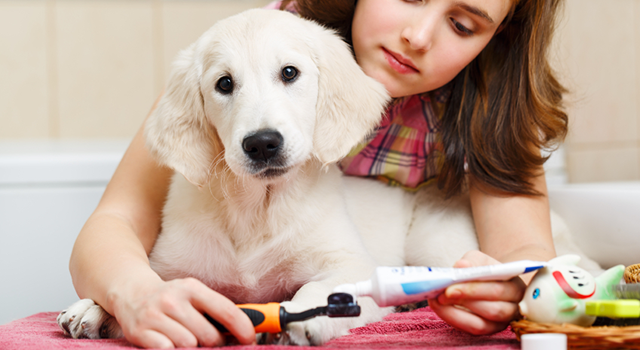 Votre chien à mauvaise haleine ?