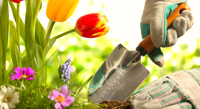 Jardinez écolo grâce aux champignons mycorhiziens