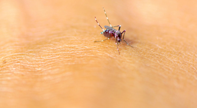 Le moustique tigre est de retour !