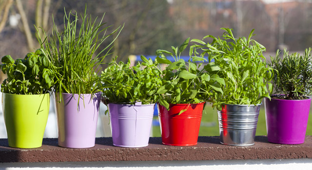 Cultivez des mini légumes sur votre balcon