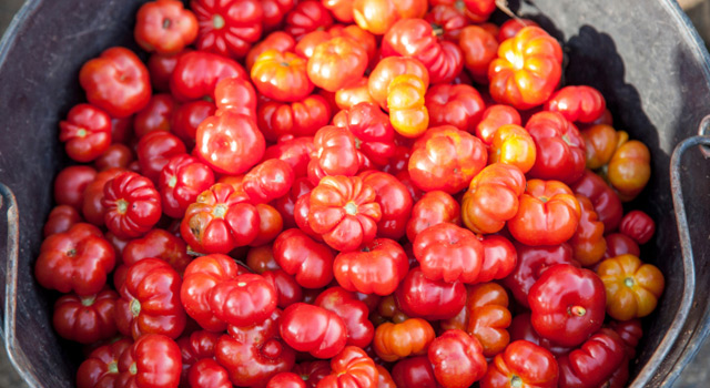 Jardinage : 7 conseils pour réussir vos tomates