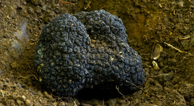 La truffe noire du Périgord, un produit de saison très prisé !