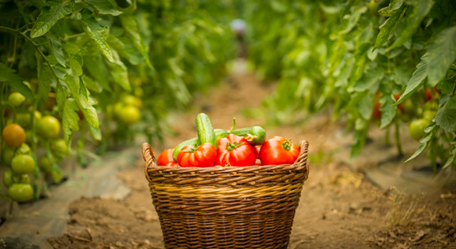 Quels sont les effets du bio sur notre santé ?