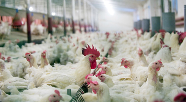 26 % des volailles que nous achetons sont contaminées par des bactéries
