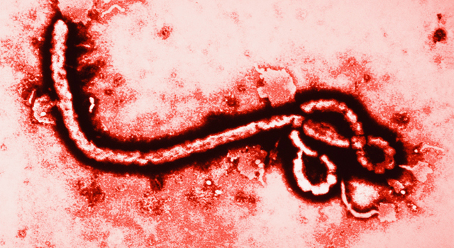 Fièvre Ebola : un virus contagieux et mortel qui inquiète les autorités