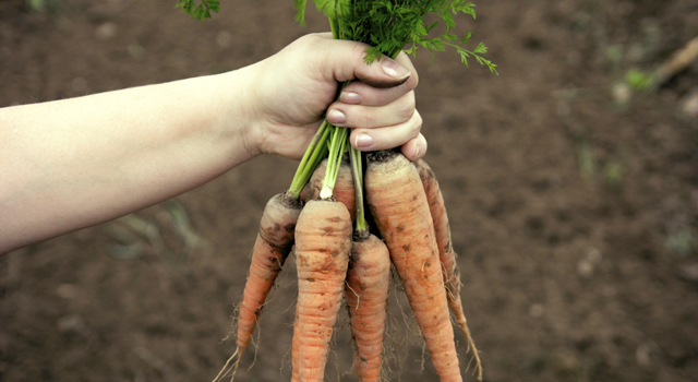 Je cultive mon potager à distance !