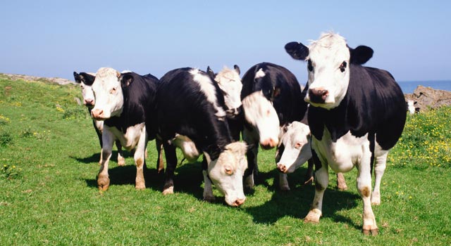 Maladie de la vache folle : peut-il y avoir encore des malades aujourd’hui ?